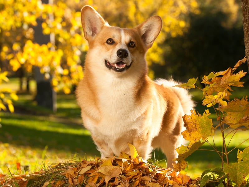 Famously the favourite dog of the late Queen Elizabeth II, the Pembroke Welsh Corgi is perfect for active seniors as they need several short walks a day. Otherwise they are simple to groom, are desperate to please and are very protective of their owners.