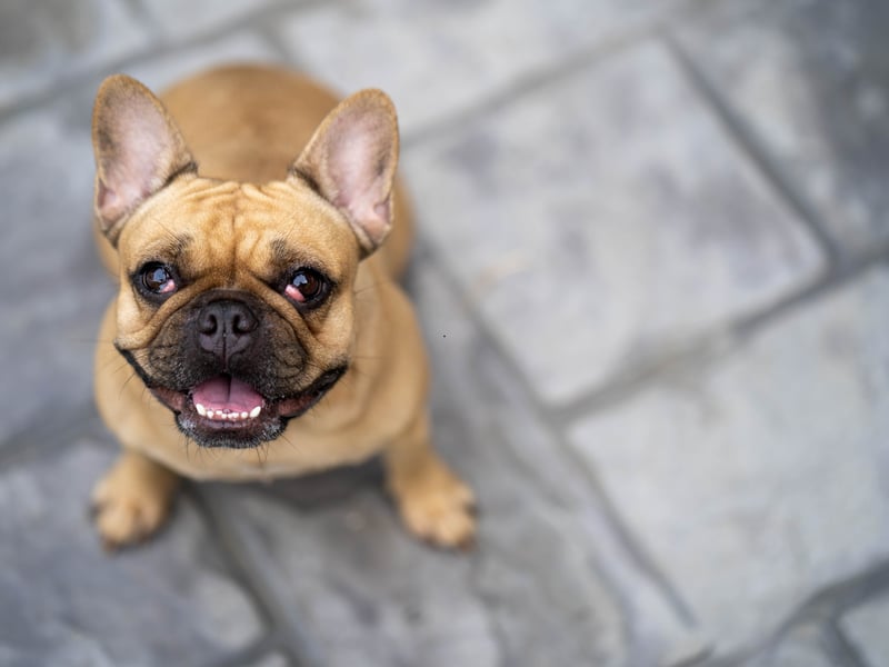 Another breed that needs little in the way of outdoor time, French Bulldogs are easy to groom, dedicated to their owners, and make wonderful companions. 