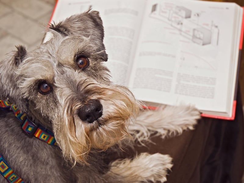 Perfect for seniors who are still fairly active, the Miniature Schnauzer loves chasing balls in the park but doesn't need to walk miles to stay happy and healthy. Easy to control, they don't moult much and are easy to groom. 