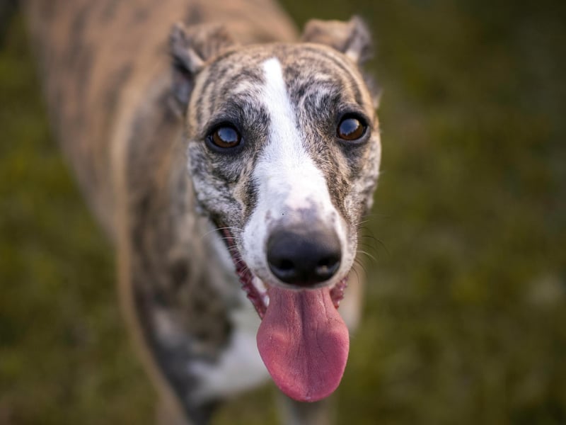 Greyhounds are gentle and affectionate dogs that make a great companion for people later in life. Adopting one of the many adult Greyhounds looking for a new home can also mean there's no need to deal with an energetic and untrained puppy. 