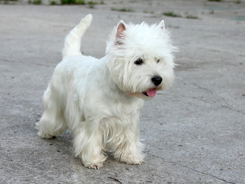 West Highland Terriers are great companion pets that combine small stature with a big loyal personality. A couple of 15 minute walks each day will give them all the excercise they need and they are very easy to train. 