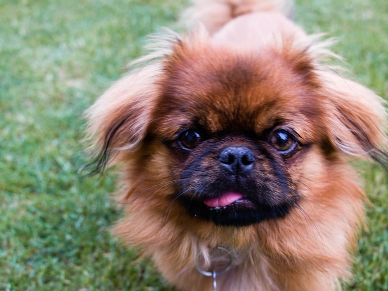 The Pekingese could be considered the ultimate lap dog. This breed likes peace and calm, so is perfect for a quieter home free of children. They also tend to form a particularly strong relationship with one particular person, creating a special bond. 