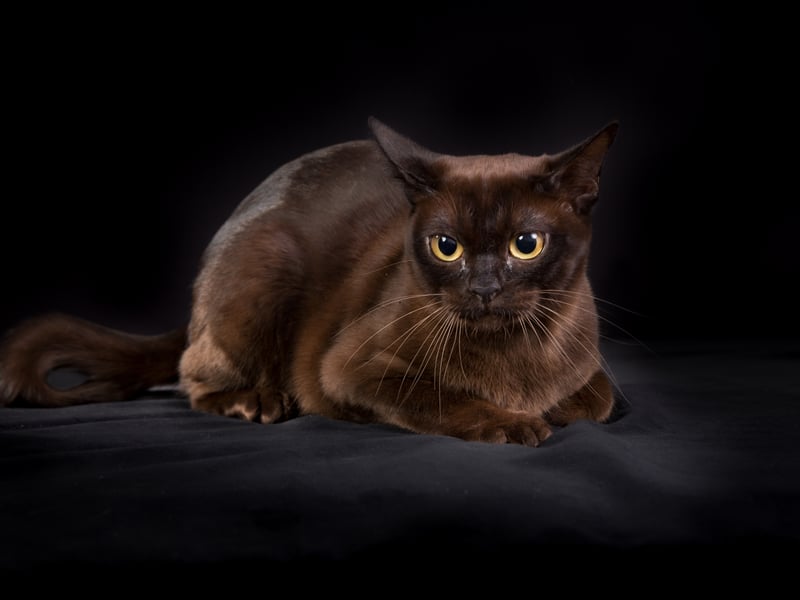 Considering that the Siamese and Tonkinese are both affectionate - it's no surprise that the Burmese cat is too. Don't expect them to stick by your side at all times - they love going for a solo adventure - but they will always be back to demonstrate just how much they love you (lots). 