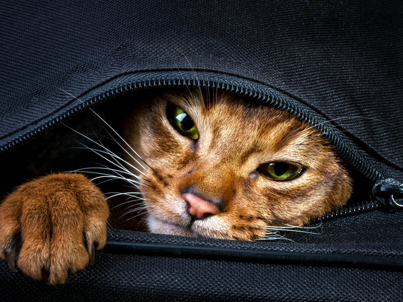 You've head of velcro dogs? Now meet a velcro cat. The adorable Abyssinian is the breed least likely to let you go to the toilet by yourself. Their owner must be protected at all times - from a distance of no more than two centimetres.