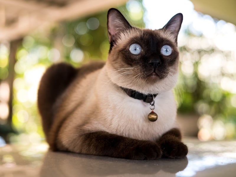 "We are Siameeiz, if you pleeiz". The Siamese cats in Disney's 'Lady and the Tramp' may have been villians but this is no factual reflection on the breed. In fact they are known for their affectionate personalities and will often follow their owner around the house gazing at them with utter and complete adoration. 