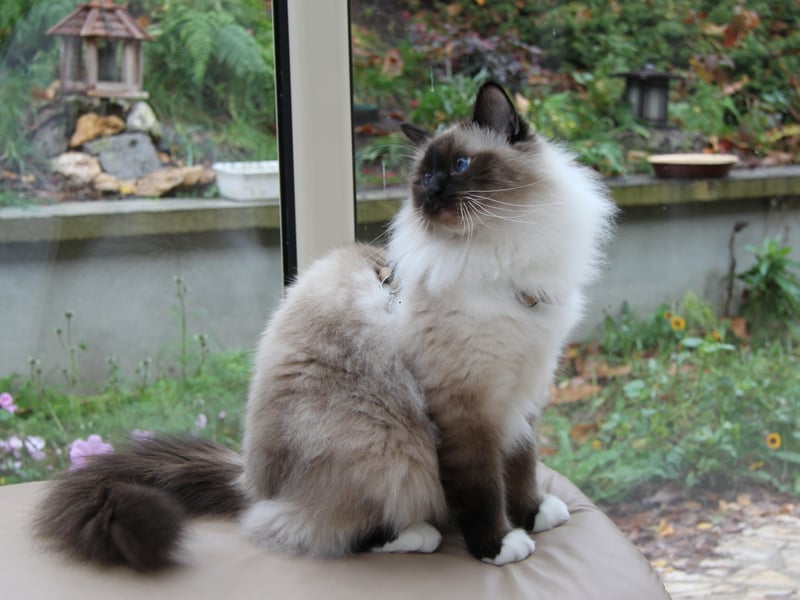 Birmans are gentle and loving lap cats that form deep connections with their entirely families. That means they'll be equally cuddly with both adults and children - and even fellow household pets. 