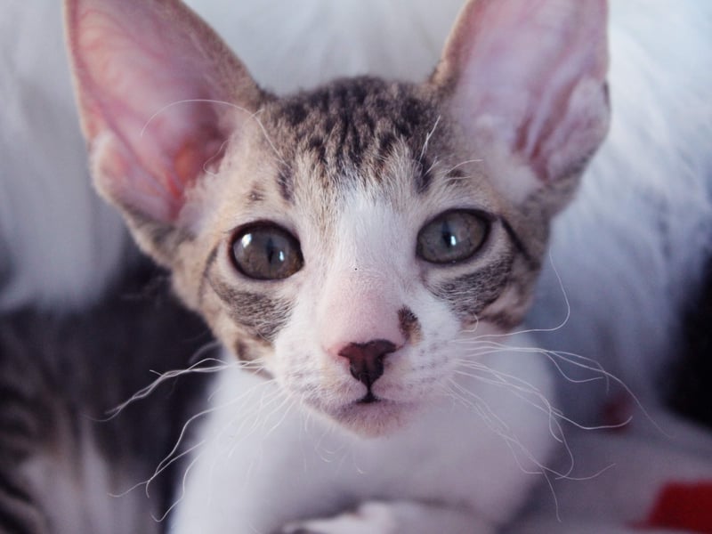 The Cornish Rex is generally a pretty active character - with lots of evergy. When they've had their fill of adventure though, they like nothing else than to curl up on your lap and have their soft, wavy coat stroked. 