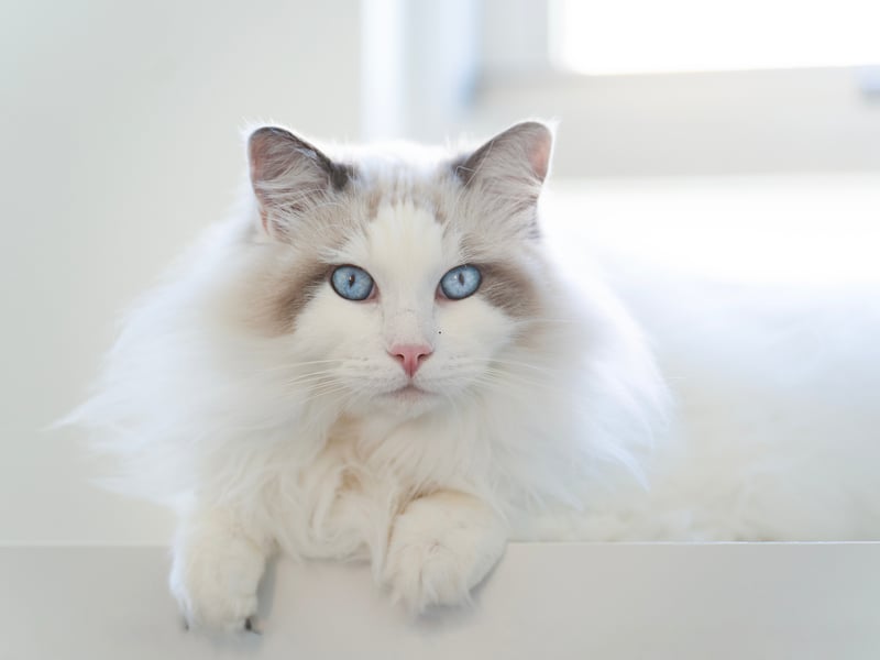 Pretty much the perfect pet, the Ragdoll has been bred to be affectionate companions, but also to be relatively low-maintenance and self-sufficient. They love children and are likely to always see your lap as being their evening relaxing spot. 