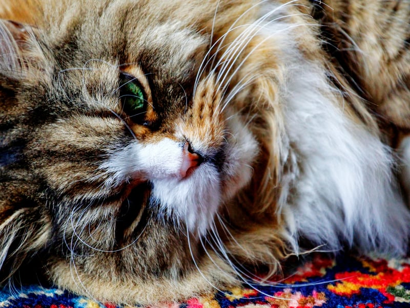 Ragamuffins are calm, sweet-natured cats that adore cuddling and being held when they have a catnap. Their patient temperament and affectionate behavior make them ideal for children, seniors, and multi-pet homes. 