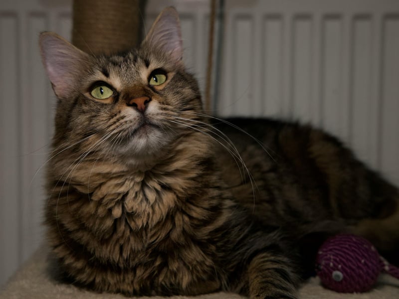 Native to America, where they are the one of the oldest breeds of domesticated cat, the Maine Coon is known to be a real gentle giant. This is a big cat with a satisfyingly dense coat - the perfect combination for a cuddle and their high levels of affection mean that they rarely refuse. 