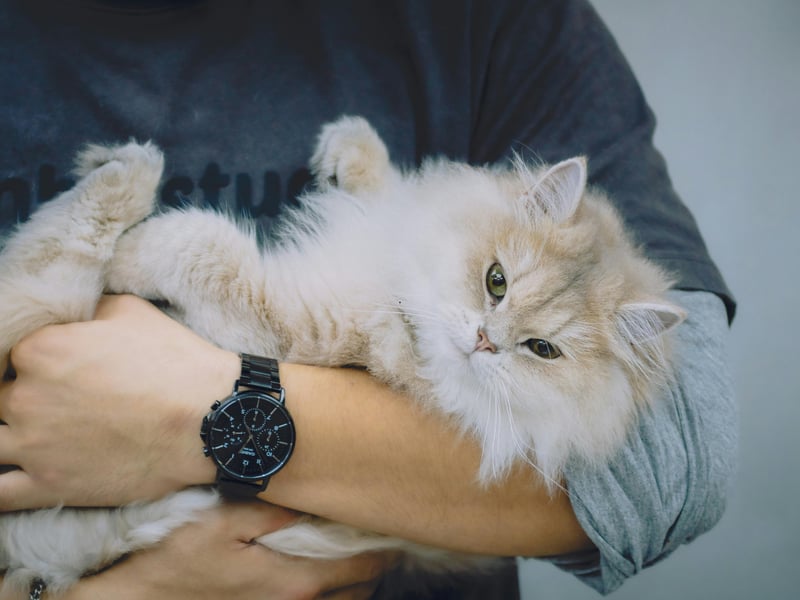 The Persian is a cat that is as cuddly as it looks - and that is 'very'. The bonus with these kitties is that they are incredibly lazy, so when they curl up on your lap they are probably there for the long run. Unfortunately, in common with other breeds with 'flat faces' they can suffer from Brachycephalic Obstructive Airway Syndrome (BOAS) which results in breathing and feeding problems. 