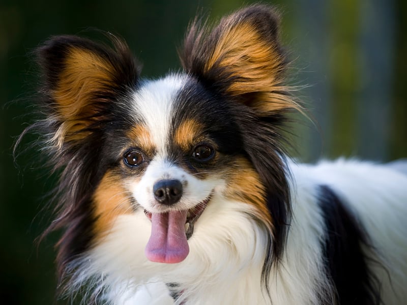 The Papillon is arguably the best small dog breed for new dog owners - particularly those with limited space. They are friendly and happy dogs, who are demonstrative and show very little aggression. 