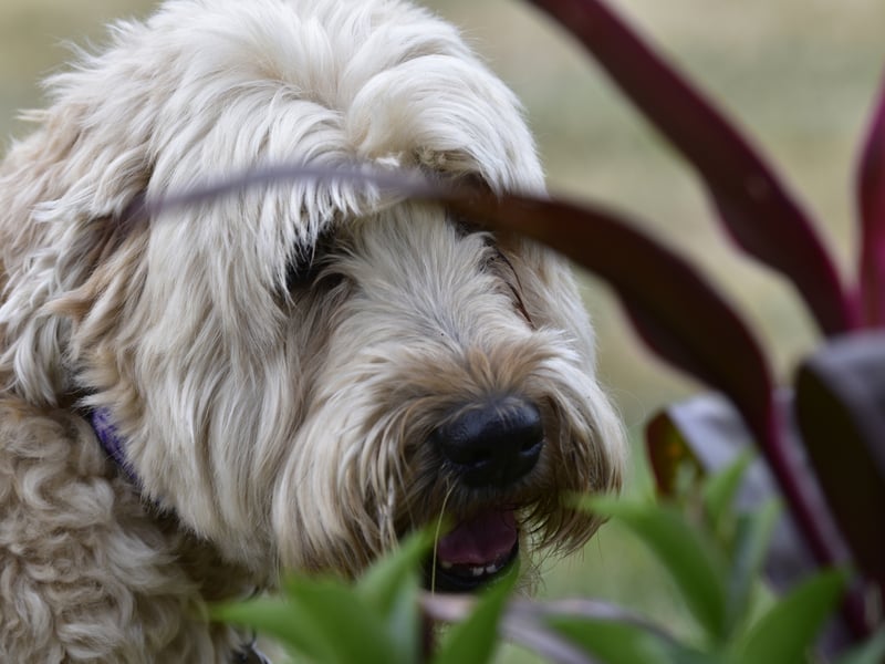 Adaptable to city, country or suburban life, the Soft Coated Wheaten is medium-sized breed of dog that is more easygoing that many of their terrier cousins. They need a decent amount of daily exercise and make a great first-time dog for a family.