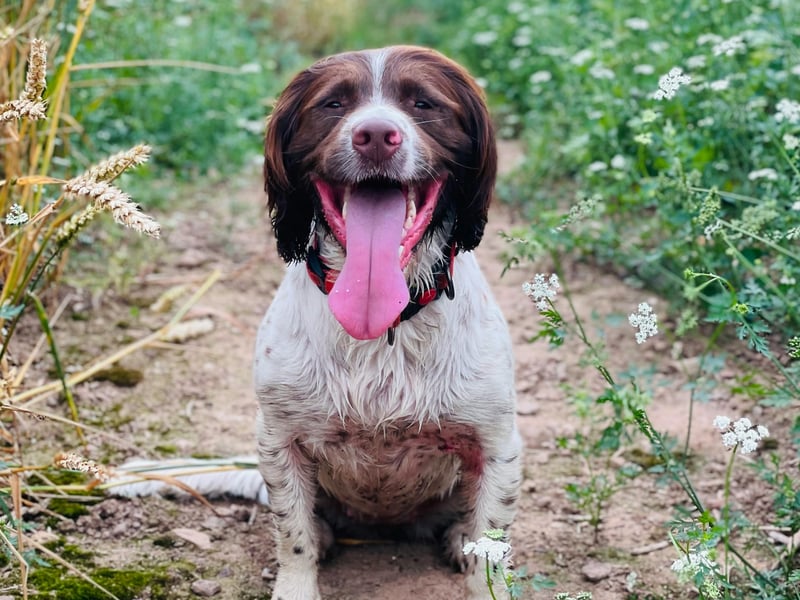 There are few breeds that are more eager to please than the English Springer Spaniel. They are cheerful and affectionate and like to stick close to their owner. They are dogs that need plenty of exercise though - so one for those that like a good walk.