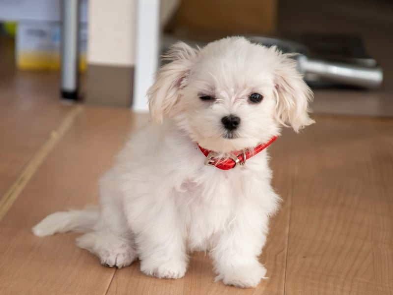 The Maltese is another breed delighted to just curl up and nap for most of the time - not needing exercise. Naturally friendly and easy to train, it's impossible to not be happy with one of these cute characters around.