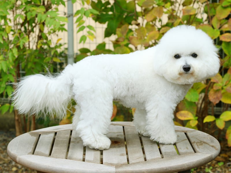 Ideal for those living in a city flat who are looking for a first dog, the Bichon Frise is a cloud-like bundle of fun that is dedicated to its owner by default. They only need moderate exercise so a local park will do them fine most of the time. The only challenge is that, unless you're handy with a pair of clippers, they will need regular trips to the groomer to keep their coats immaculate. 