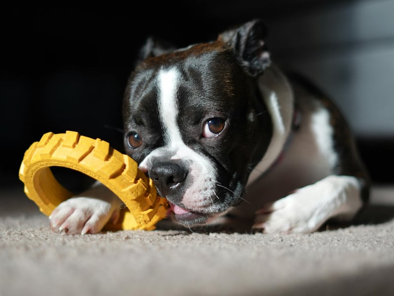 Compact and charming, Boston Terriers are low-maintenance and affectionate. They’re playful but not hyperactive, and their short coat requires minimal grooming - perfect for busy new dog owners. 