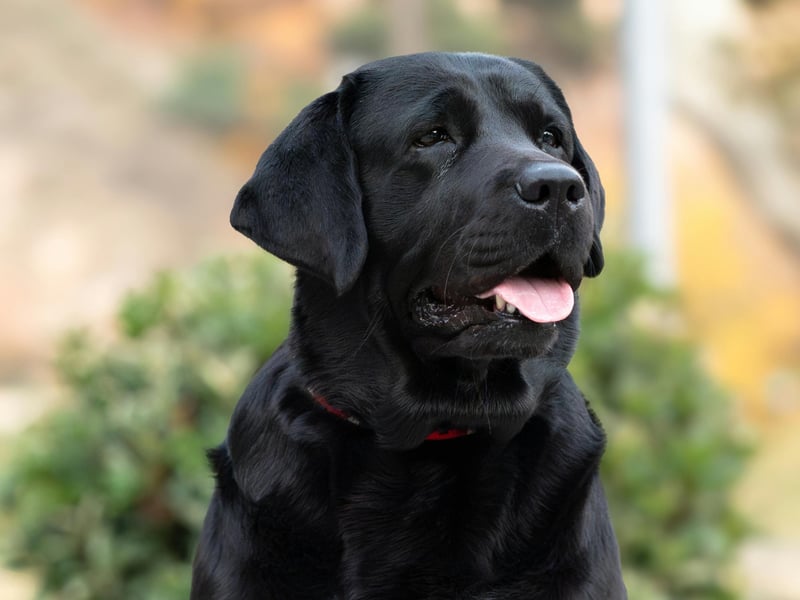 The most popular dog in the Britain is also a pretty good choice for a first time owner. The Labrador Retriever has the perfect combination of brains, beauty and friendliness. It should be noted though that they need regular exercise and don't like being left alone for long periods of time. 