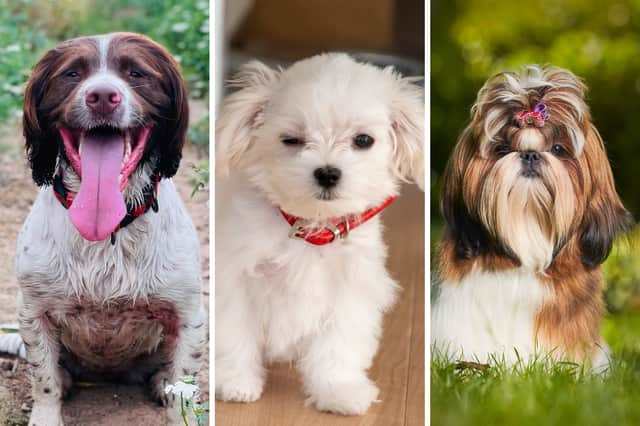 My First Dog First Dogs 2026: Here are 17 breeds of adorable dog perfect for ...