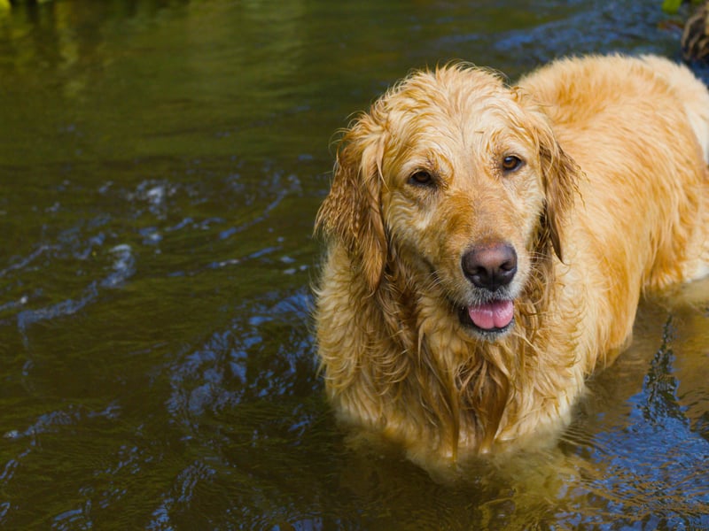 Golden Retrievers are gentle, patient, and affectionate. Their calm demeanor and high trainability make them ideal for novice owners, especially families or individuals seeking a loyal, loving companion.