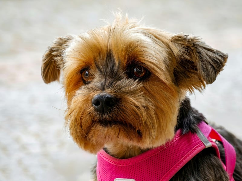 For those looking for a classic lapdog that will spend the majority of their time curled up as close to you/on top of you as possible then may we introduce you to the Yorkshire Terrier. Make sure to be on top of your training though - unless you want your dog to be vocal. They'll also need regular visits to the groomer, so make sure you include that in your doggy budget. 