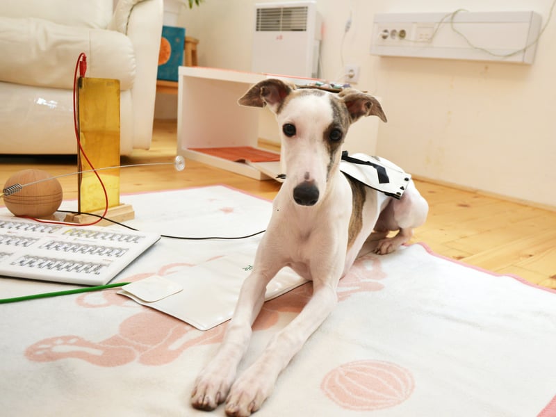 Whippets are a slightly strange mix - a dog that loves to run but who also adore napping much of the day away. They have a natural attachment to people and are very friendly, particularly with children and visitors to their home. 