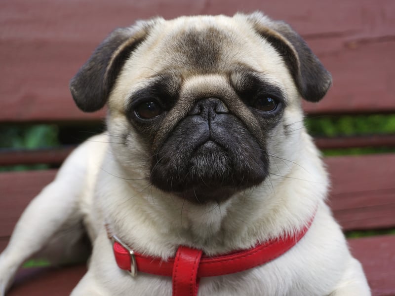 Playful, charming and affectionate, Pugs thrive on human company and are pretty low maintenance. They don't need a huge amount of exercise and are happy living in the most modest of homes.