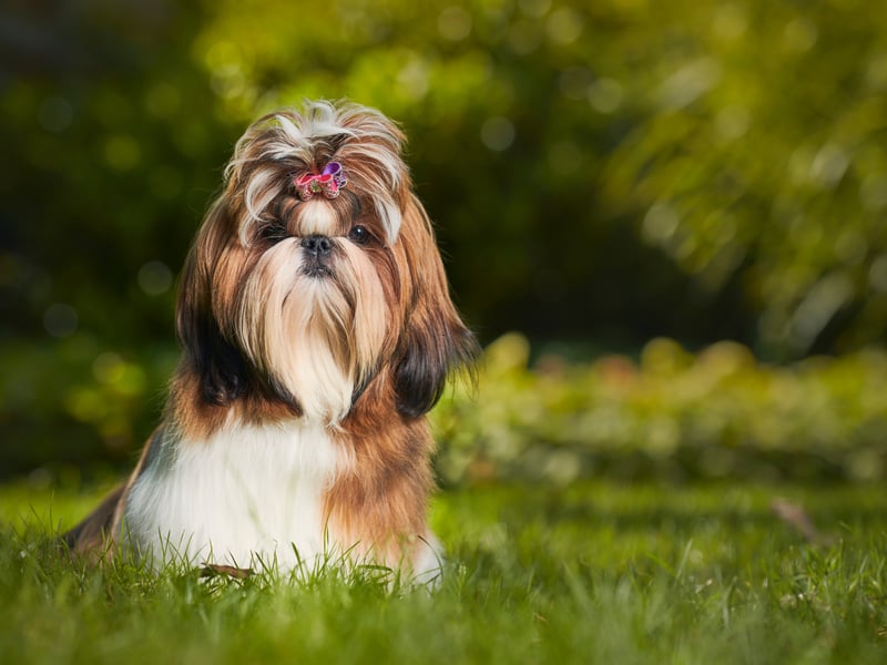 A perfect first pet for somebody looking for a house dog, the Shih Tzu is a friendly breed that needs little in the way of space or exercise. They are also highly intelligent and easy to train.