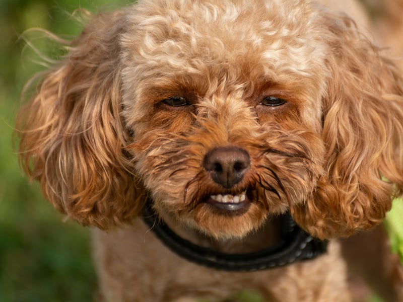 Poodles are incredibly intelligent dogs and have hypoallergenic coats - explaining their huge popularity around the world. They even come in three sizes - Standard, Miniature and Toy - so there's guaranteed to be one to suit your home and lifestyle. 