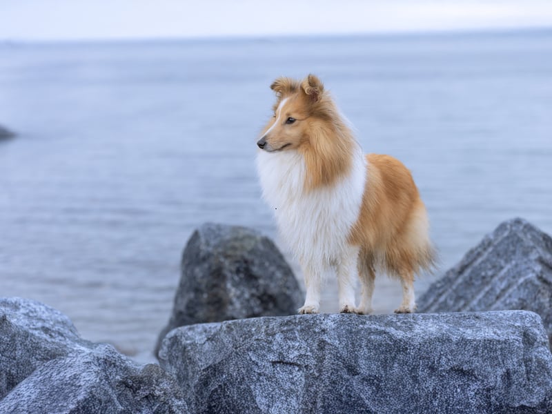 The Collie is a larger dog that needs quite a lot of exercise, but as long as you live an active lifestyle they make great first dogs. They are a breeze to train and are a loyal, affectionate and devoted breed.