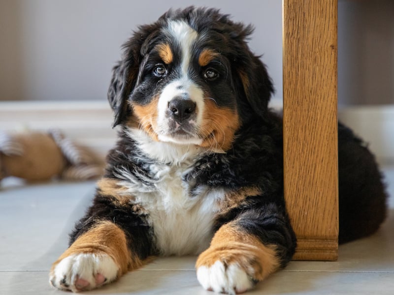 If you are a first time owner keen to go 'extra large' then the Berenese Mountain Dog is probably your best option. Easy-going, eager-to-please and gentle, their intelligence makles them relatively easy to train. They are good with kids too, and surprisingly lazy. Their hair is the only part of thme that's fairly high maintenance - there's a lot of it and they need regular brushing (while your carpet will need regular hoovering).