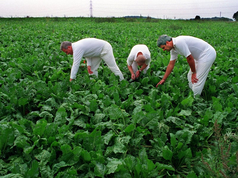 September 1999 and Bramhope players, from left, John Lawson, Aidan Sloan and Andy Ward search in vain for a cricket ball after their teammate Gary Howden hit a six into a field of sugar beet.