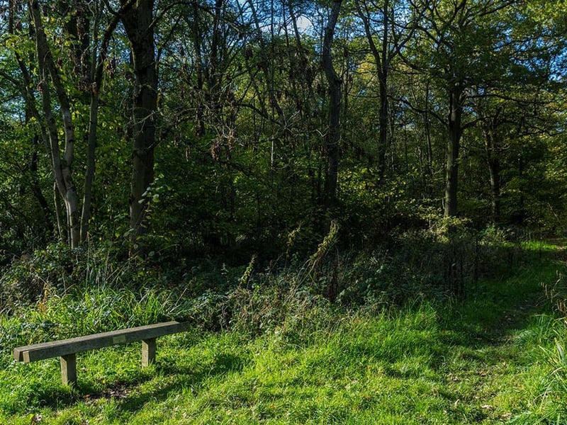 A woodland oasis in the midst of pasture land near Halesowen in Worcestershire