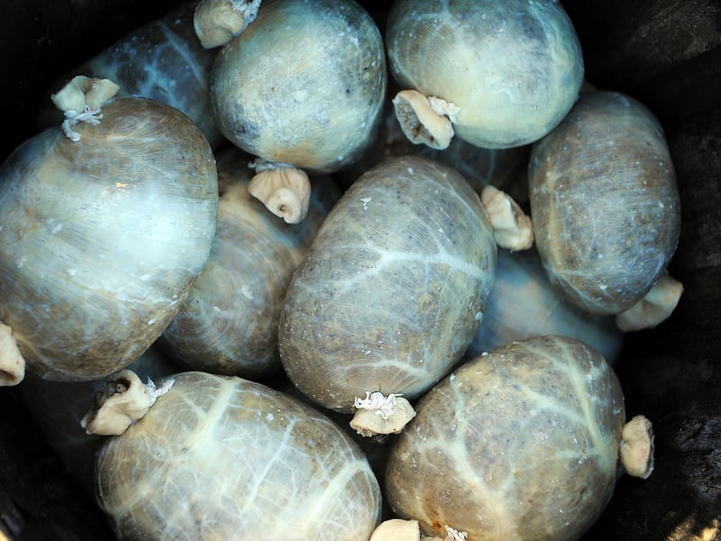 Written in 1786, Burns poem Address to a Haggis is a necessity for the complete Burns Night experience.  "Fair fa’ your honest, sonsie face, Great Chieftain o’ the Puddin-race!" Its fun and joyful, and should be recited as the haggis is placed on the table, but before the Selkirk Grace. 