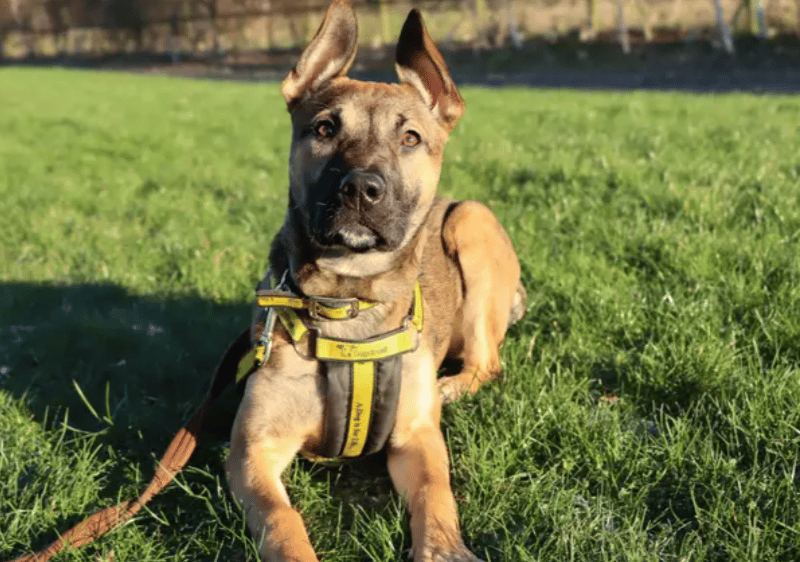 Bundle of energy, Beanie, is going to be bags of fun in the right home. She’s a very confident pup and is sure to keep her new family on their toes! Training has been started and will need continuing as well as, providing positive outlets to keep her mentally and physically stimulated. She’s a quick learner, already knowing a variety of cues and will love having a ‘job’ to do.