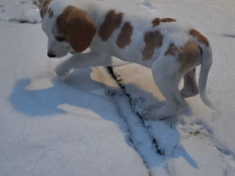 Cam Dell's nine-week-old Beagle Colin approved of his first snowfall.