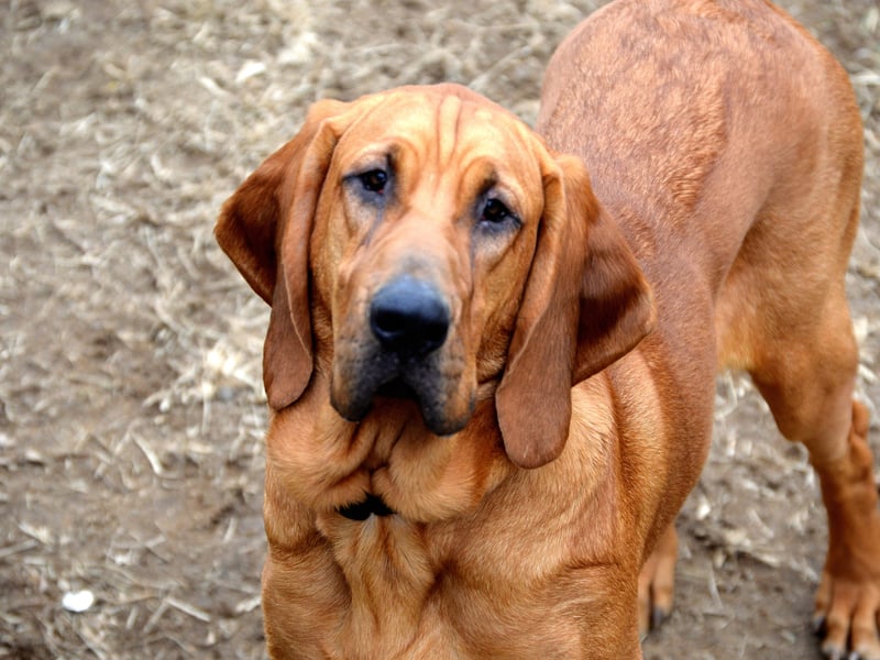 Scenthounds like the droopy Bloodhound all appear lower down the list of intelligent breeds - largely because once they pick up a scenet they find it very hard to concentrate on anything else. 