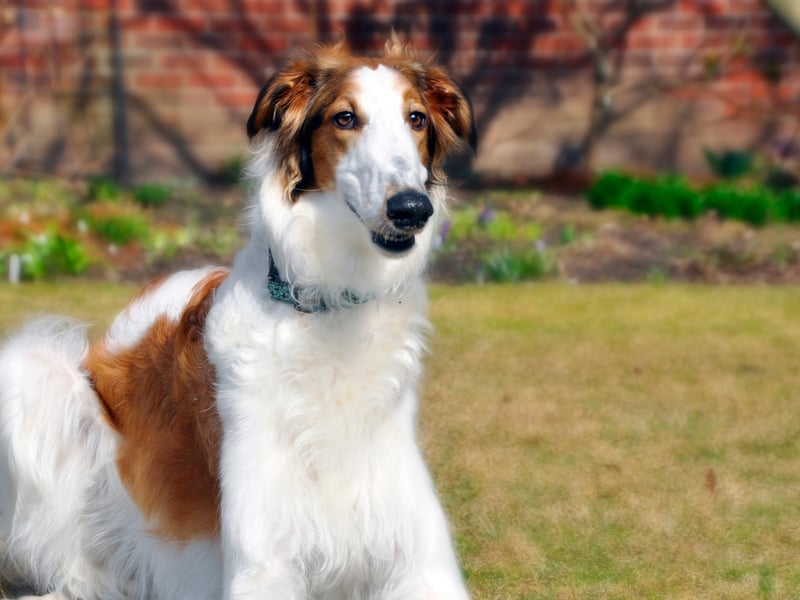 The Borzoi is a dog with a stunning coat, but a reputation of having little in the way of brains. They are also one of the cleanest breeds though, so perhaps spend so long on their own personal hygiene that they don't have much time for puzzles.