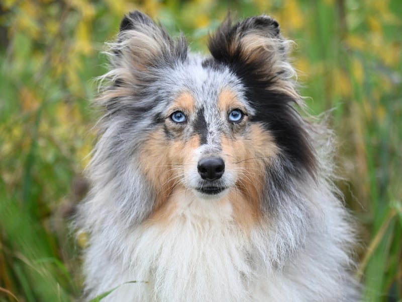 Like Border Collies, Shetland Sheepdogs are great at herding animals due to their extreme intelligence. They thrive on being given new things to learn - the more energetic the better.