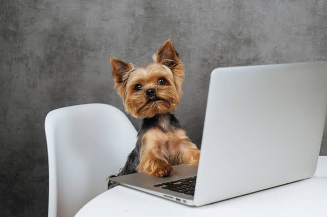 Some dog breeds are naturally more intelligent than others.