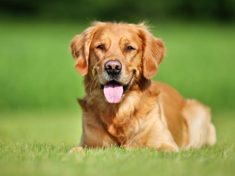As intelligent as they are friendly (very!), Golden Retrievers are perfect as seeing dogs and search-and-rescue dogs due to their obedience, big brains and dedication to tasks. 