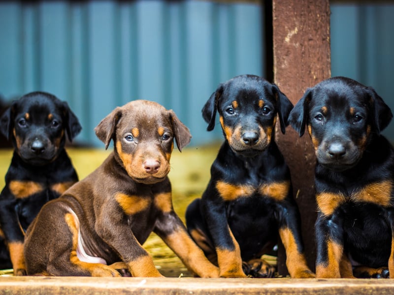 The Dobermann, or Doberman Pinscher, is the fifth smartest breed of dog in the world. They have a remarkable talent for gauging perceived threats, which makes them a great guard dog - particularly since they are also very loyal and protective towards their home and owner.