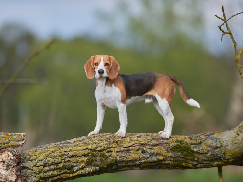 Another dog that has been bred to follow its nose - often in packs - the Beagle could more accurately be called single-minded than stupid. 
