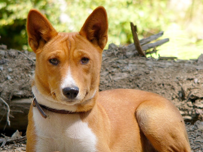 The Basenji is reputedly the world's second most stupid dog breed. Given that they are the only type of dog that don't bark, maybe we just aren't hearing all the clever things they want to say.