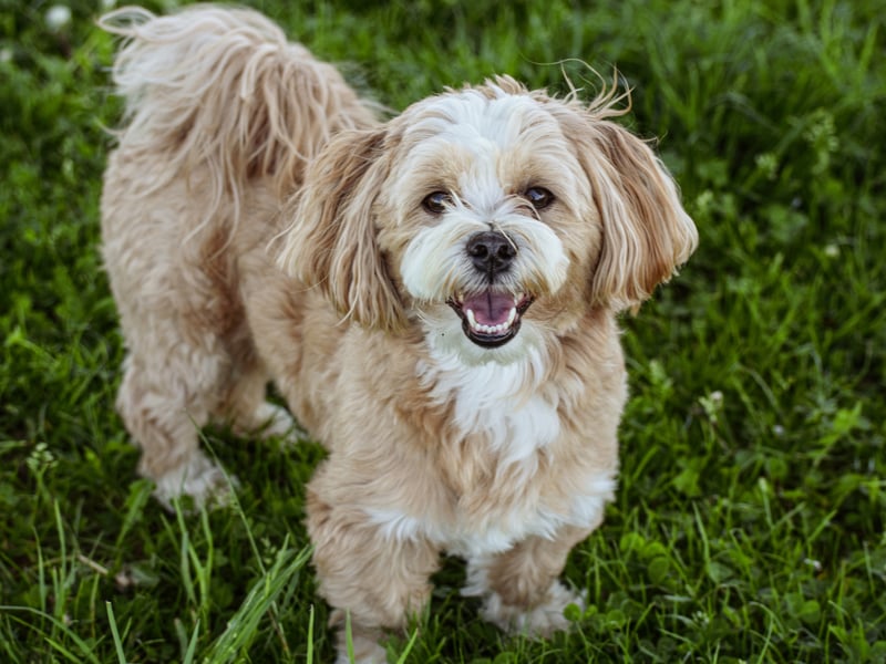 An ancient breed that has been around for over a thousand years, the Lhasa Apso comes from Tibet and were used as sentinels at palaces and monasteries located high in the Himalayan mountains. Remakably they are exactly as smart as they were ten centuries ago (not very).