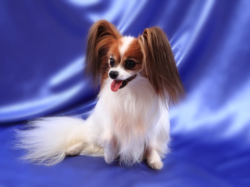 Larger dogs have dominated the list so far - tending to be more intelligent than smaller breeds - but tiny dogs don't always have tiny brains. The tiny Papillon is proof of that, being the cleverest of the more diminuative pooches. They are responsive, obedient and are regularly take top spot in agility trials at dog shows.