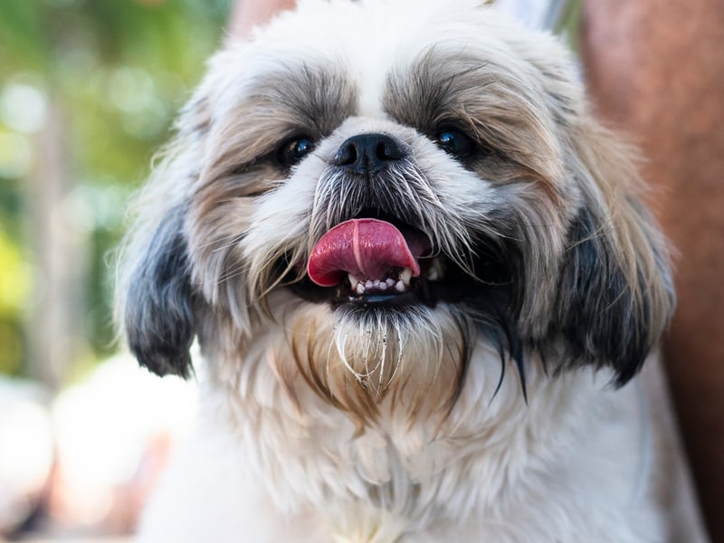 If you've ever looked at your adorable Shih Tzu and wondered what they were thinking, the answer is probably 'not very much'. When you are this cute though, brains aren't really required.