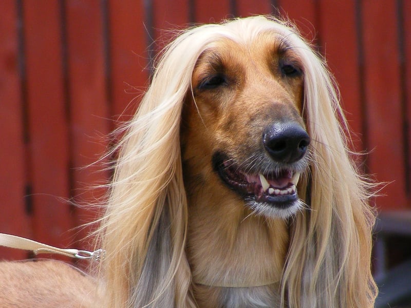 Moving on to the pups with the lowest IQs, and Stanley Coren concluded that the beautiful Afghan Hound is the least intelligent breed of dog. Of course this could be largely due to the fact they are also the most stubborn breed of dog - notorious for ignoring their owner's commands. Who's to say they don't understand every word though!