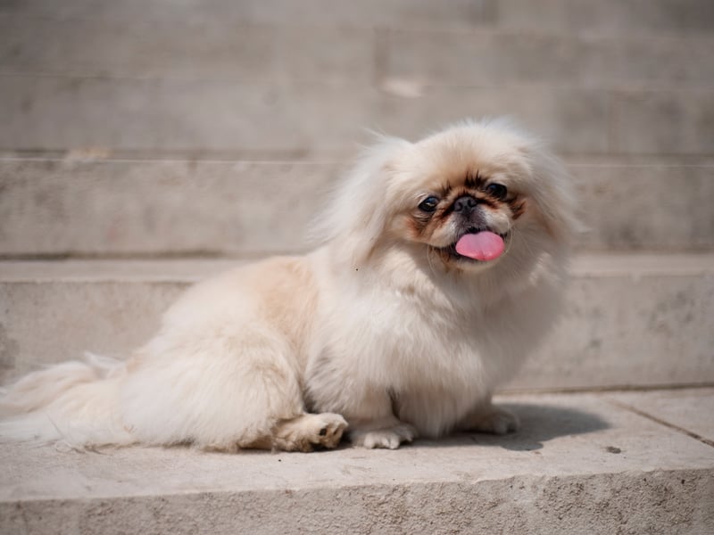 The Pekingese was bred as a lap dog for the Chinese Imperial Court - and has exactly the right amount of brains to carry out that task. 