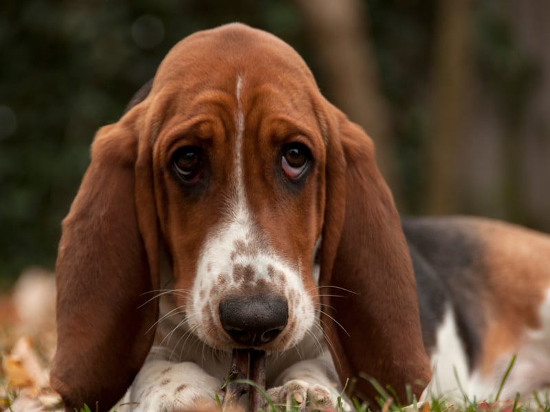 Yet another dog bred to ignore everything else to follow a scent, it's not the Basset Hound's fault that this skill comes at an intellectual cost. They can also be incredibly difficult to house train. 